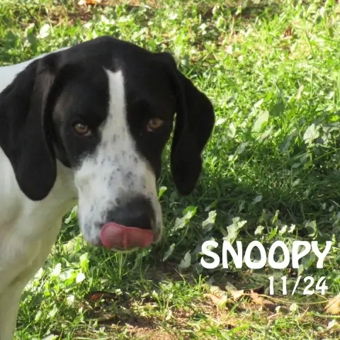 Snoopy