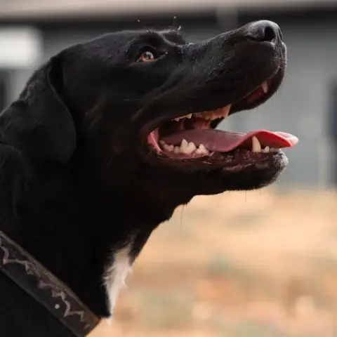 Baloo photo 2
