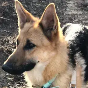 Asko