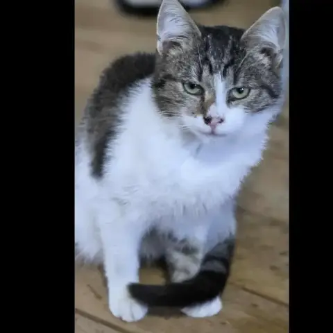 Gatto photo 3