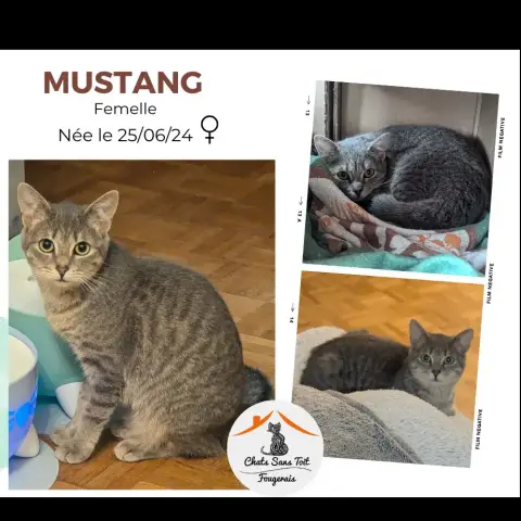 Mustang