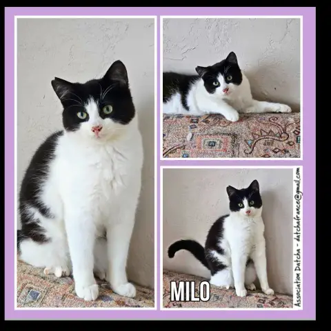 Milo
