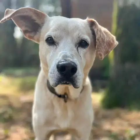 Rocko