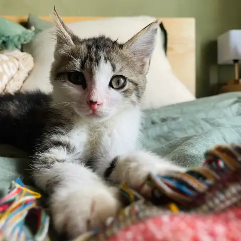 Diva