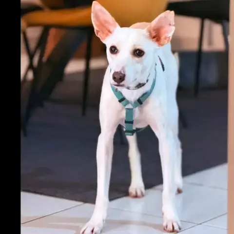 Frazer photo 2