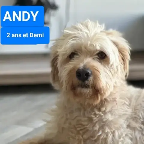 Andy photo 3