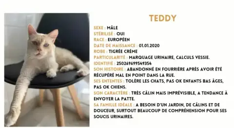Teddy