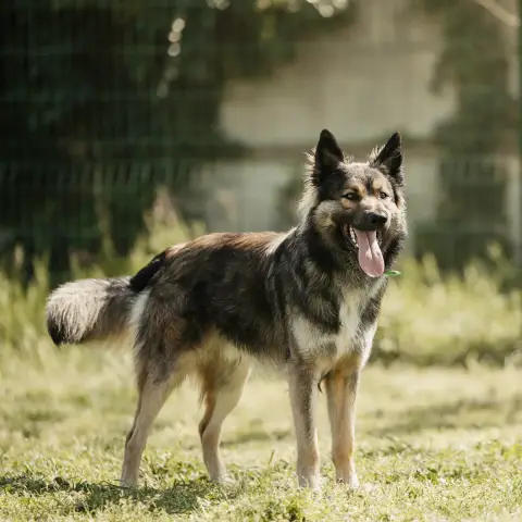 Simba photo 2
