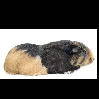 Chouquette