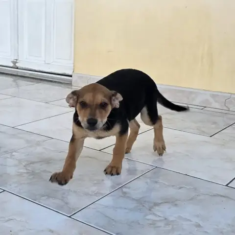 Bailey