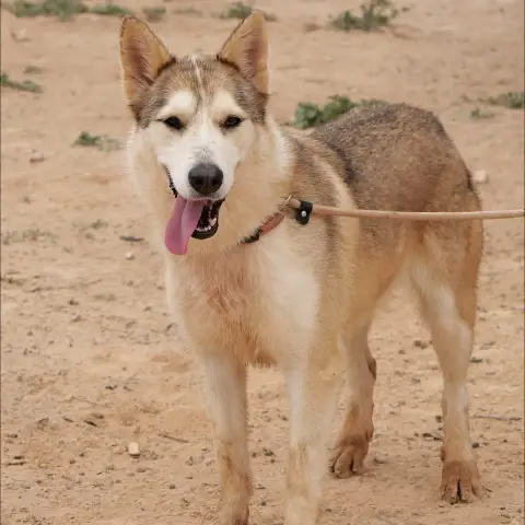Yakira photo 2