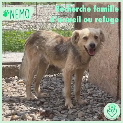 Nemo