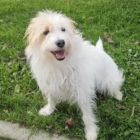 Reto