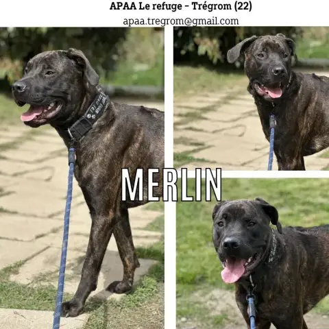 Merlin