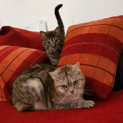 Tout Chat Est Parrainable photo 2