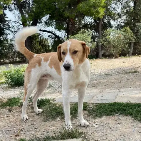 Benny photo 3