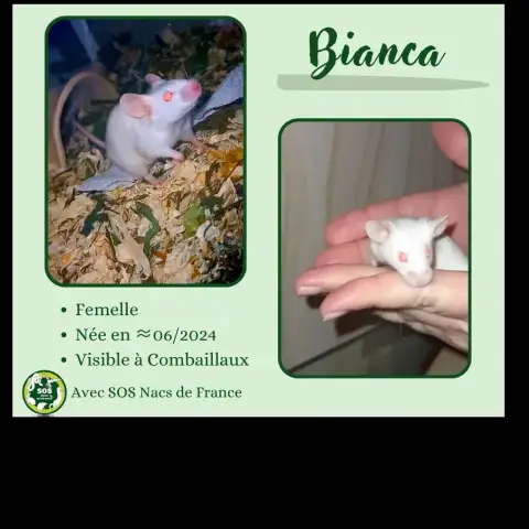 Bianca