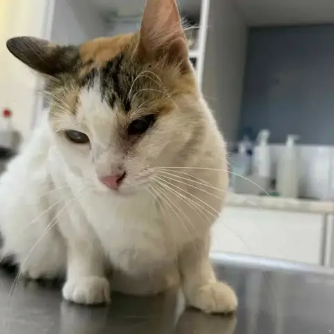 Minette photo 3