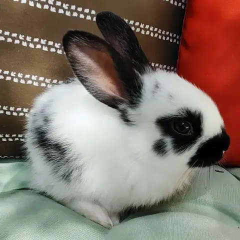 Zou photo 2