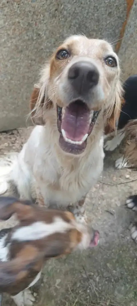 Aurelia