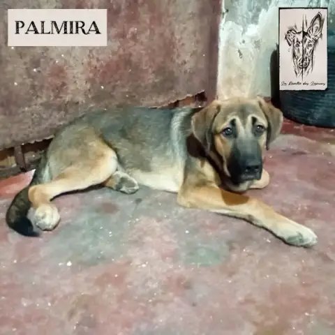 Palmira