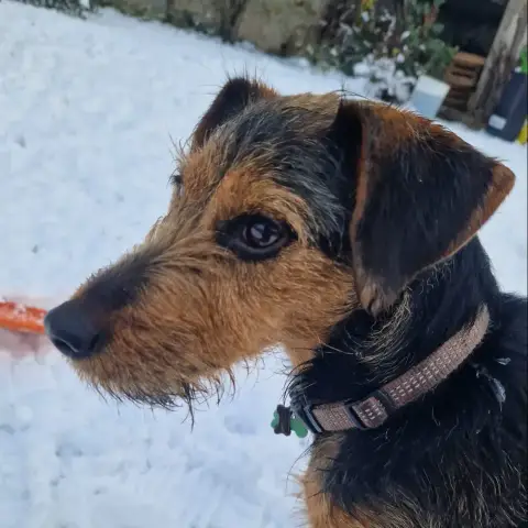 Henry