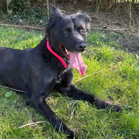 Nala photo 3
