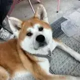 Achika photo 3