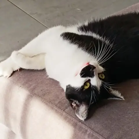Suki photo 3