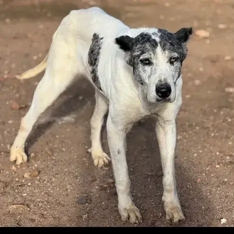 Tika