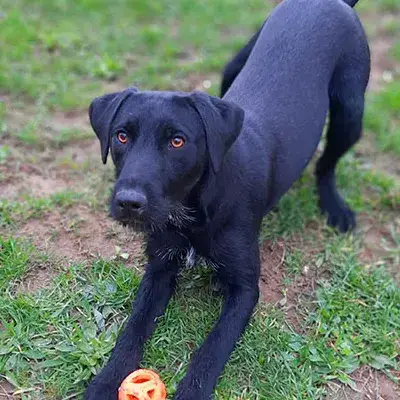 Jack
