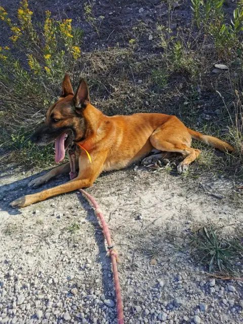 Rex