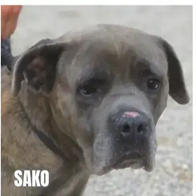 Sako