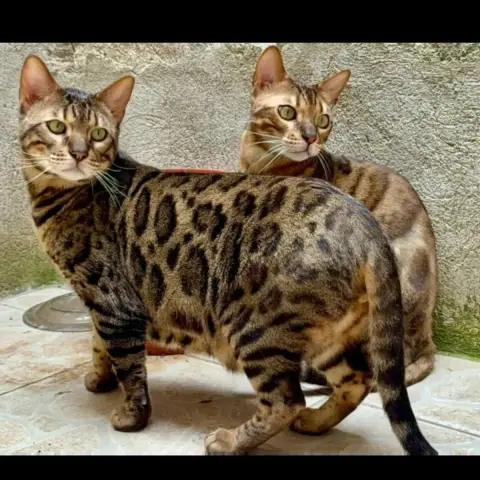 Trevor Et Topaze