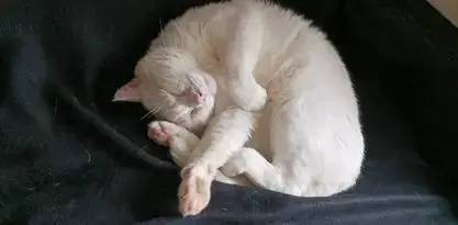 Casper photo 2