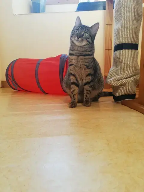 Sherkana photo 2