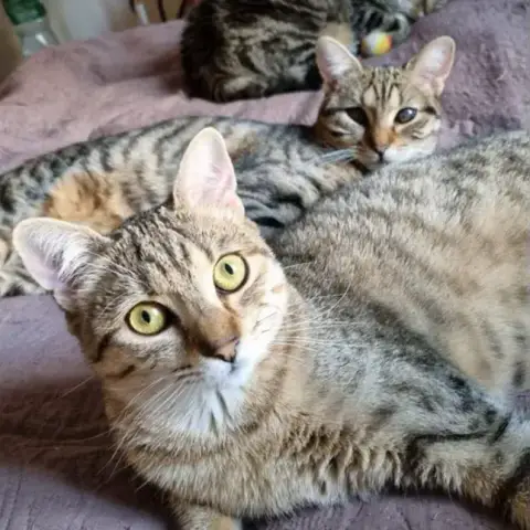 Theia Et Athéna