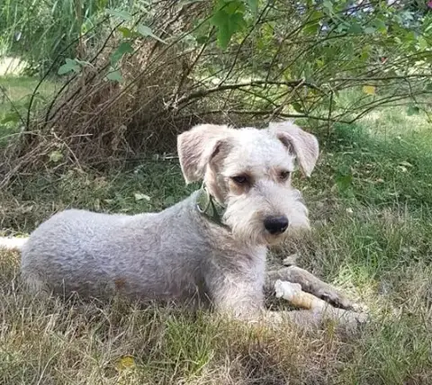 Milou photo 2