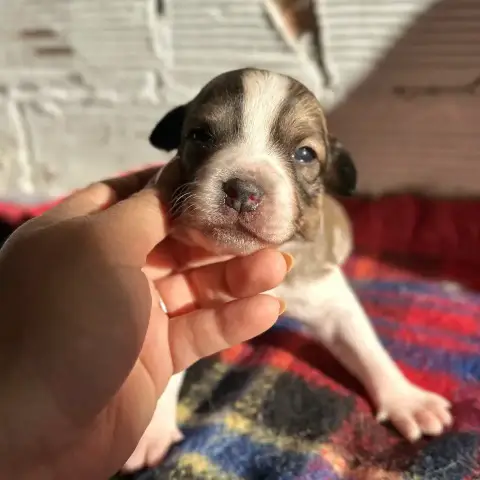 Benji