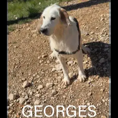 Georges