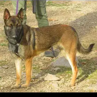 Kira photo 3