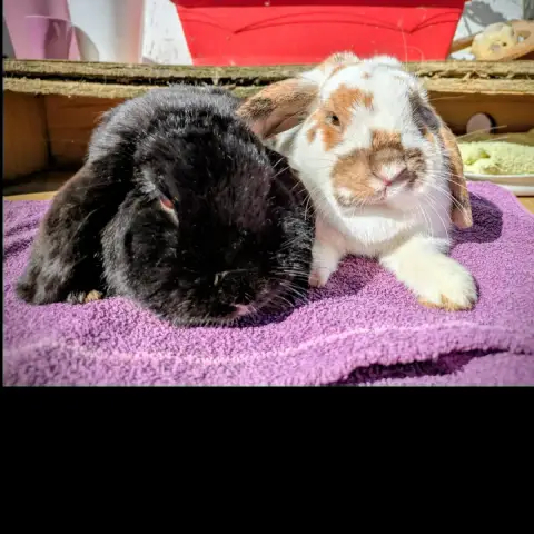 Yuki & Jinko