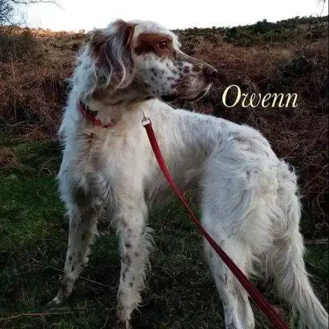 Owenn