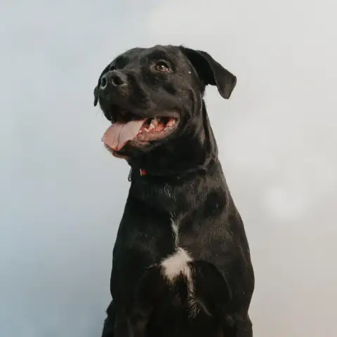 Negro