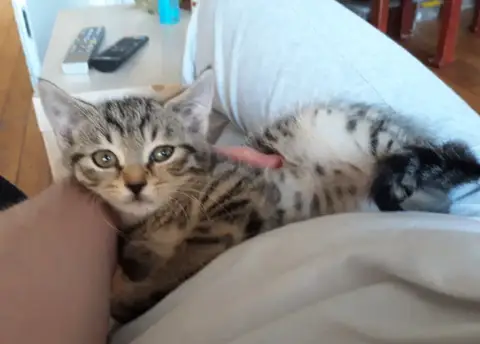 Poupi Chatonne Tigrée photo 2