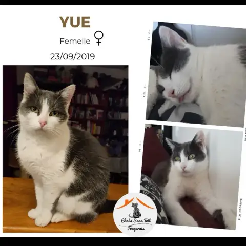 Yue