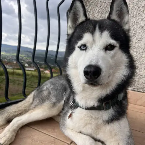 Oslow photo 2