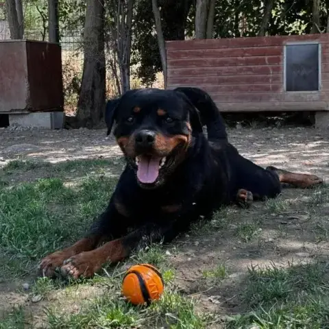Sirius