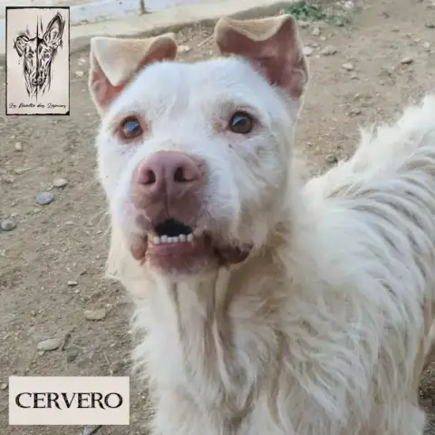 Cervero photo 3