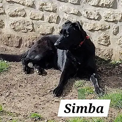 Simba